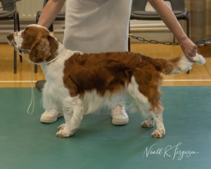 Limit Dog